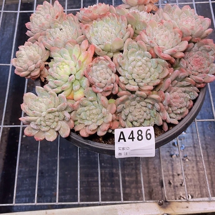 庄***庄好喜欢你这首情歌好486