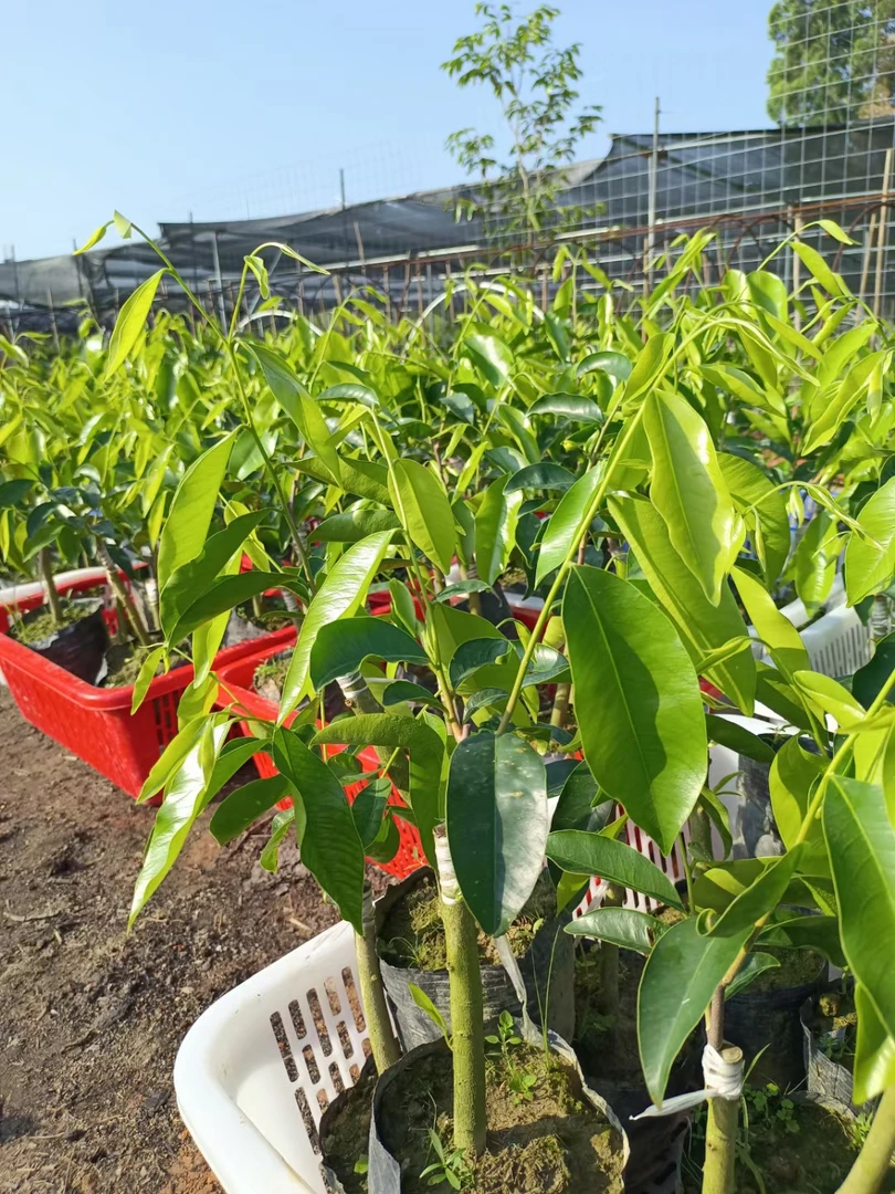 绿奇楠金沙叶油叶子红骨凹身一代名贵奇楠苗拍一得10棵