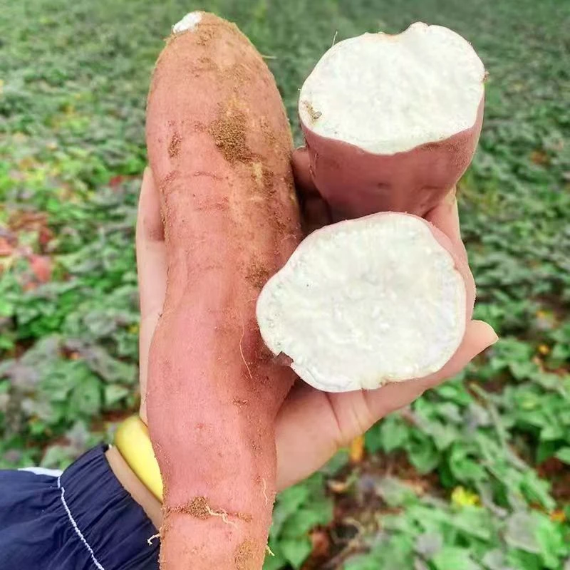 现挖现发沙地白心哈密冰糖蜜薯甜糯粉糯超甜