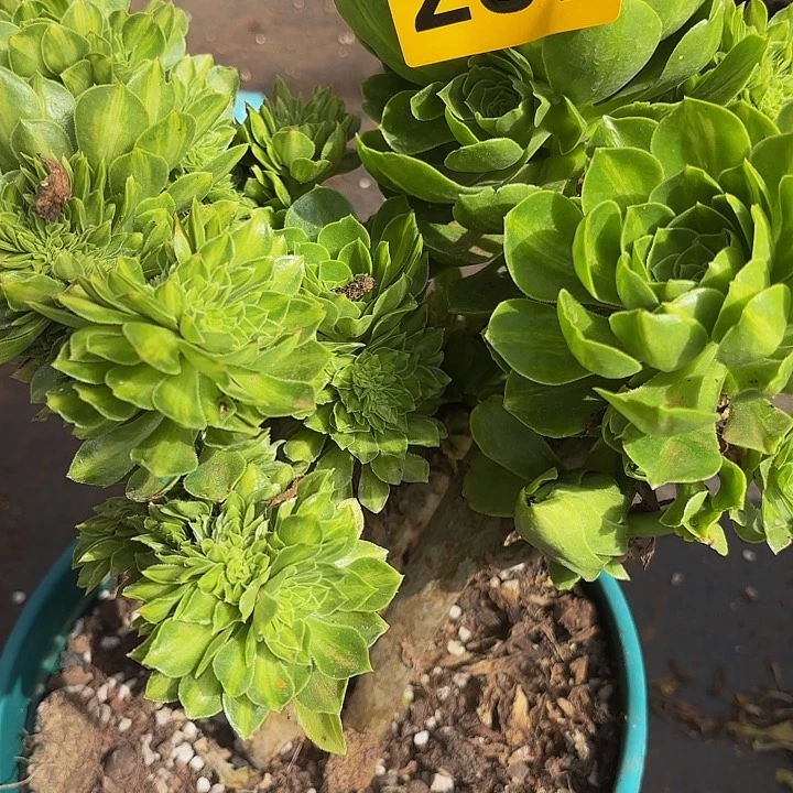 多肉植物琉璃289