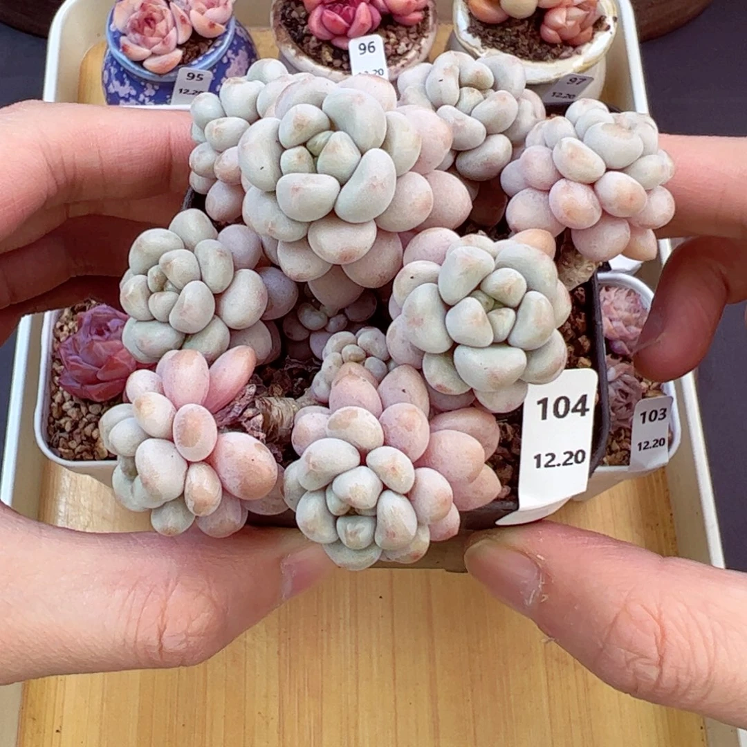 好好看104、哈哈哈哈