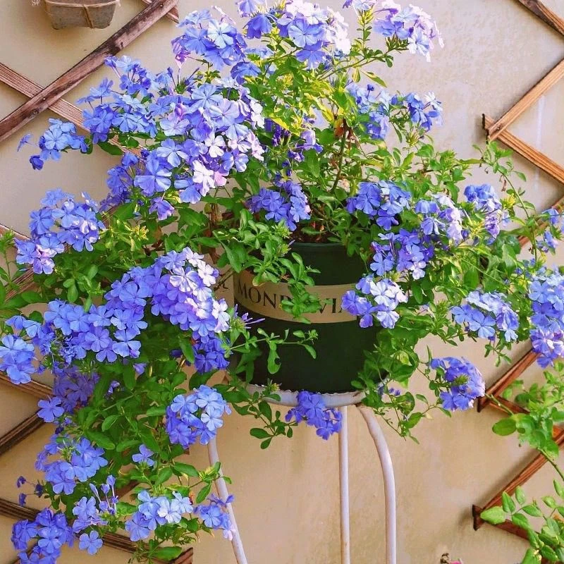 蓝雪花盆栽大苗带花苞庭院阳台花卉四季开花植物耐晒好养爆盆花