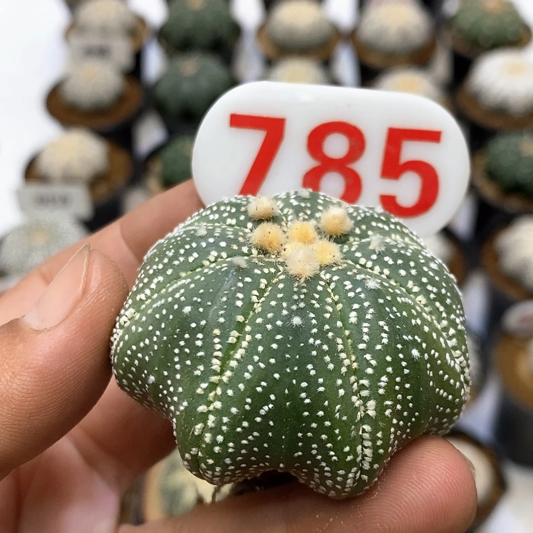 785福利特价咯福利