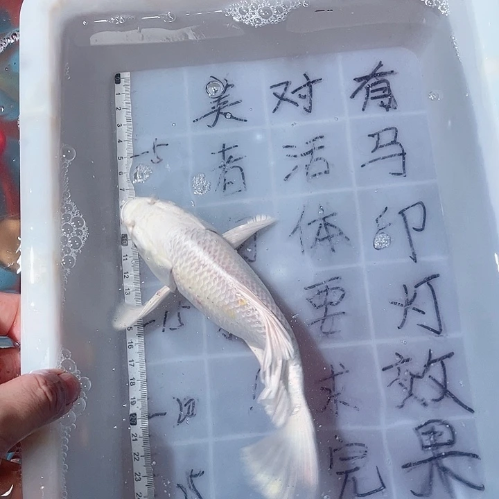 蝴蝶鲤鱼渔场直发32