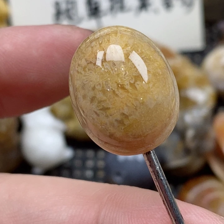 颈饰未镶嵌硅化珊瑚（珊瑚玉）