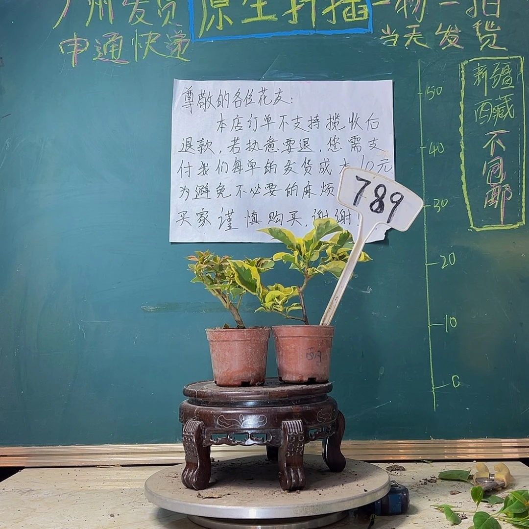当前无花栽培后可以开花蓝月亮掌中宝 中国丽人掌中宝789