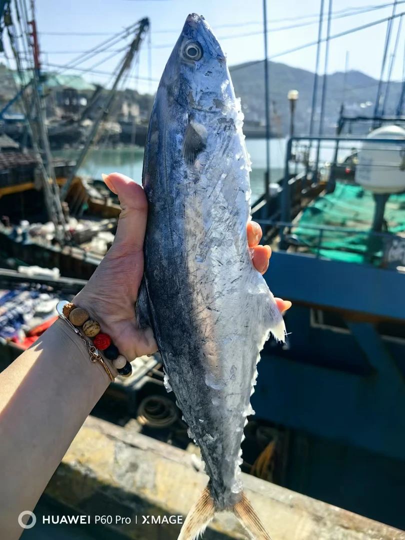 【马鲛鱼-默认杀+对半切】连江本地野生，苔箓码头发货
