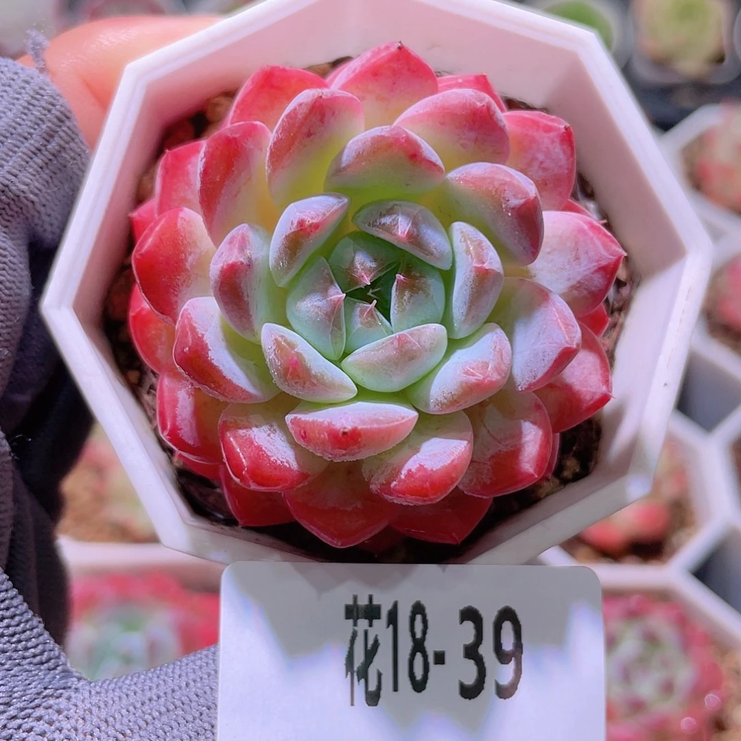 花利美18-36颜霜