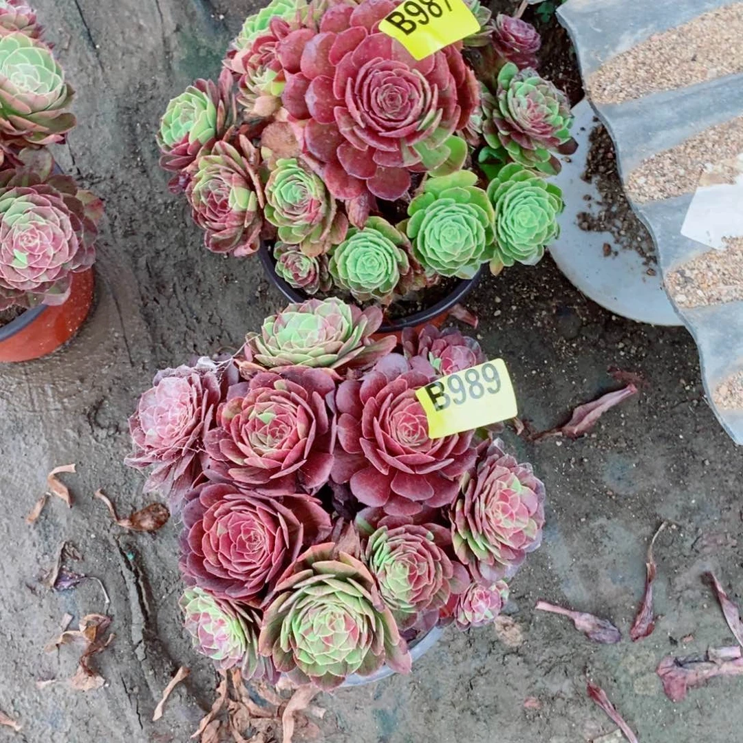 花月夜两颗多肉法师丛林989987