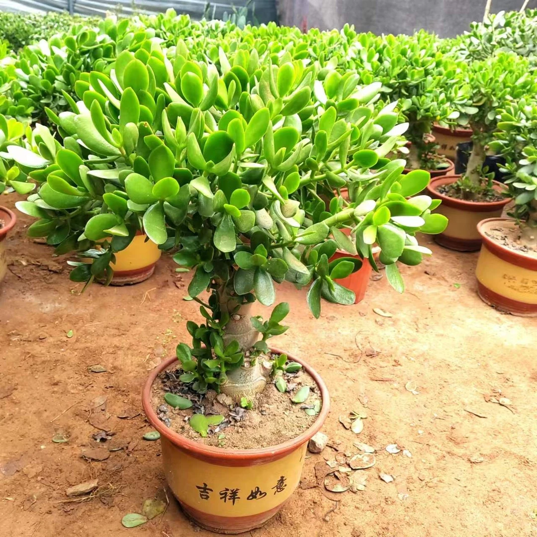 玉树老桩大株多肉植物室内阳台好养活除甲醛巨型绿植盆栽净化空气