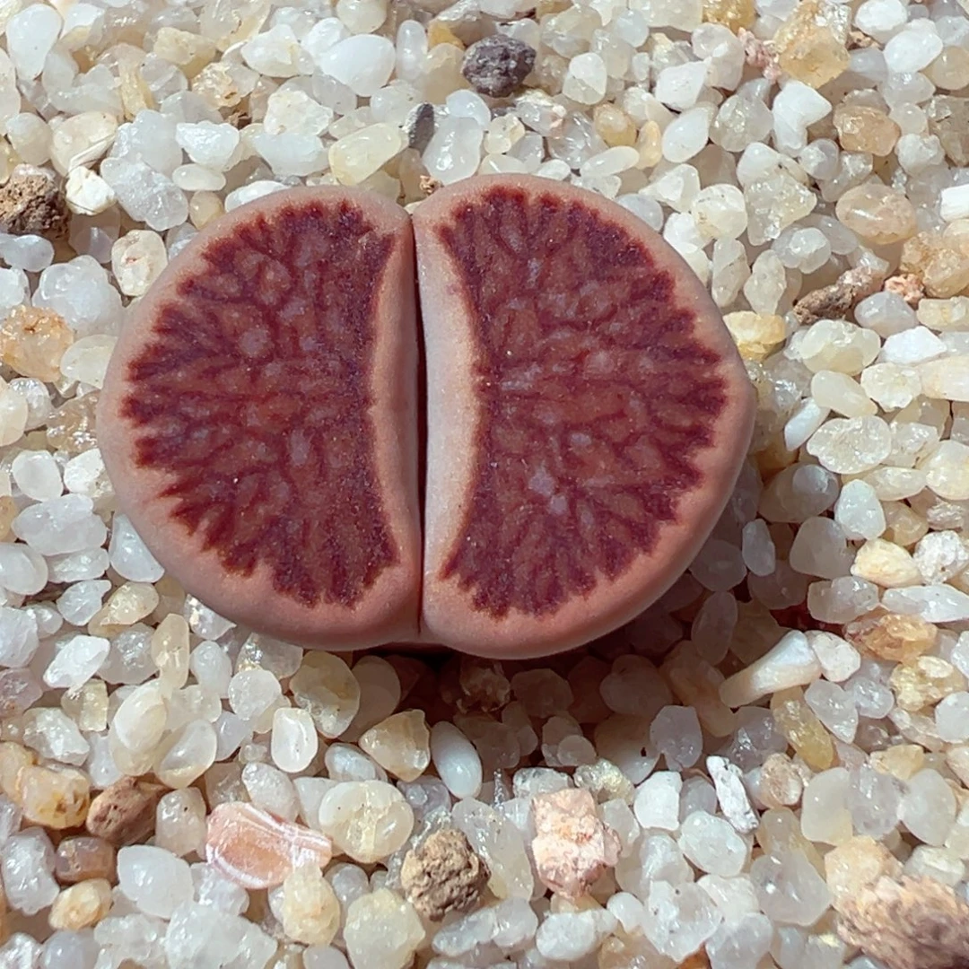 1116-106多肉多肉巴里红菊