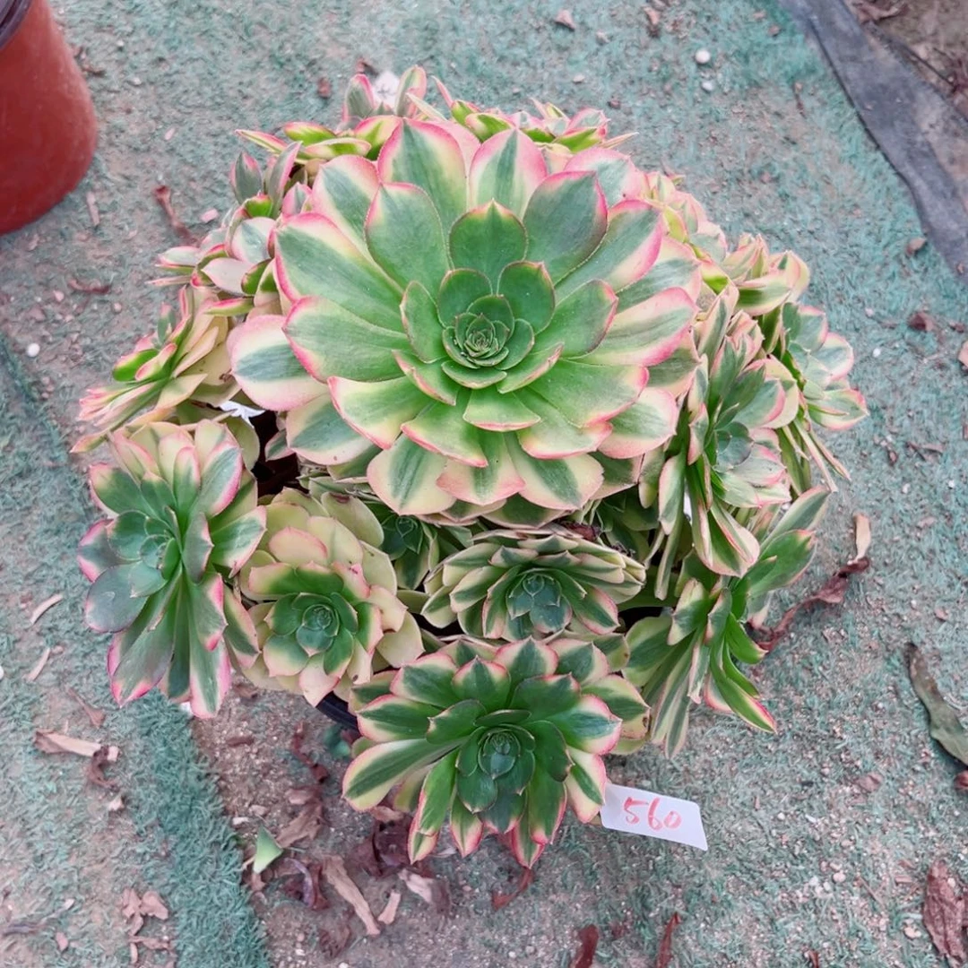 560雨荷法师多肉植物