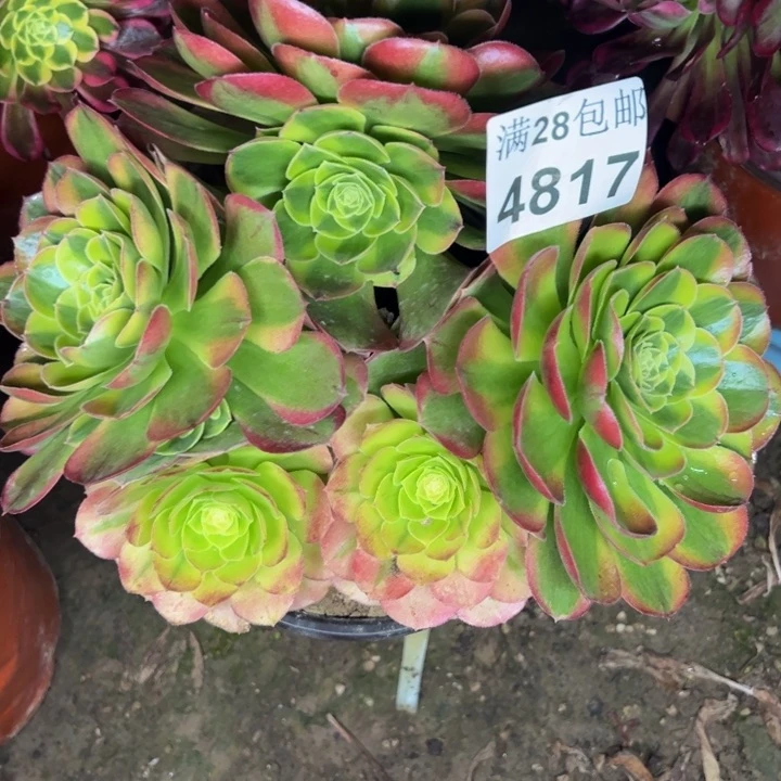 4817奶白多肉植物