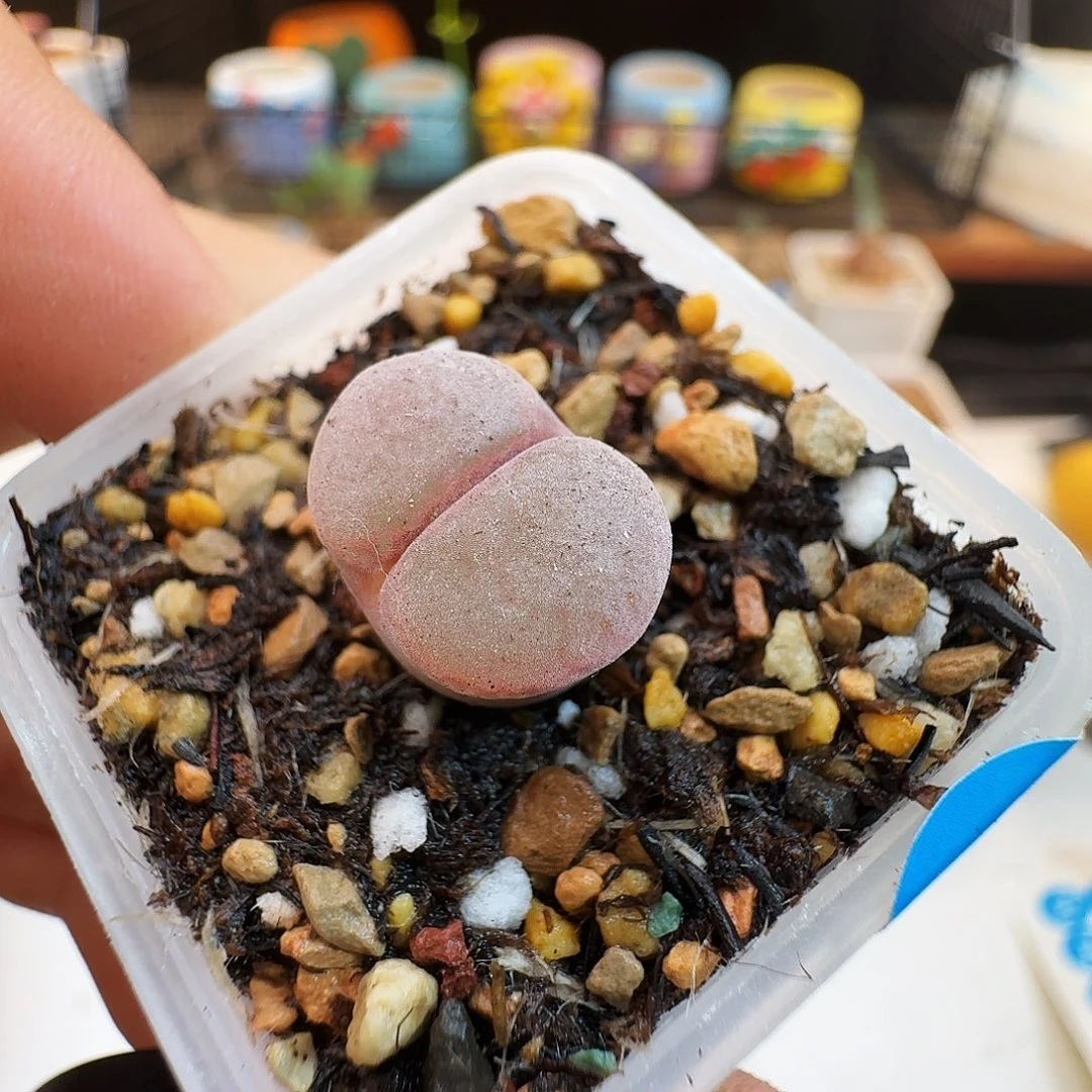 多肉植物福利肉锥日本原株红风铃816