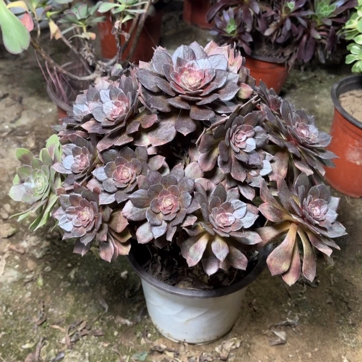 多肉植物法师万灰5