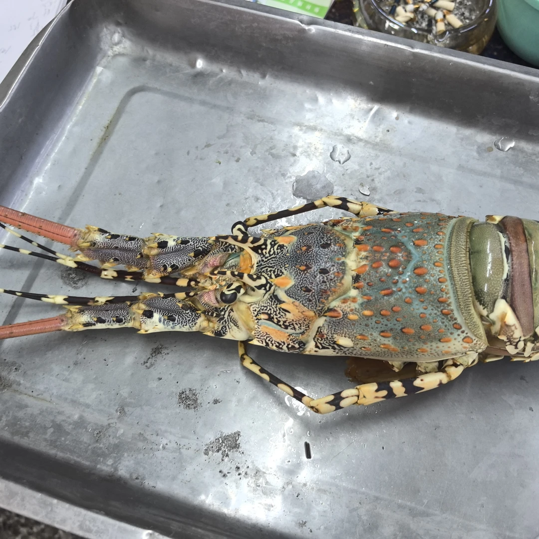 新鲜大青龙350一只一公斤