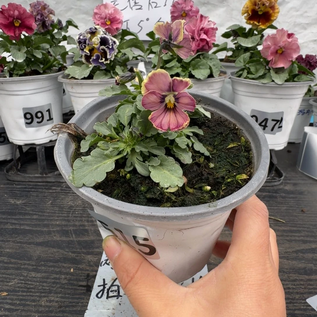 全部花朵615号心跳