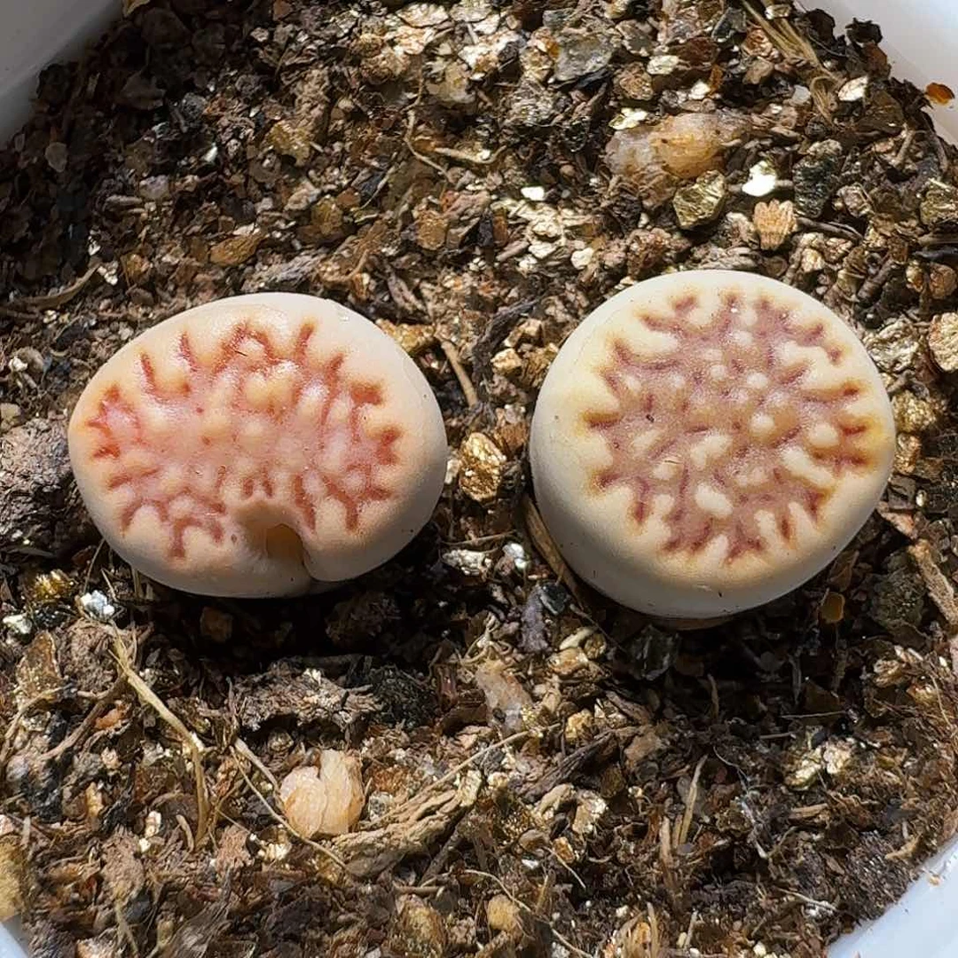 生石花等1111111。  179