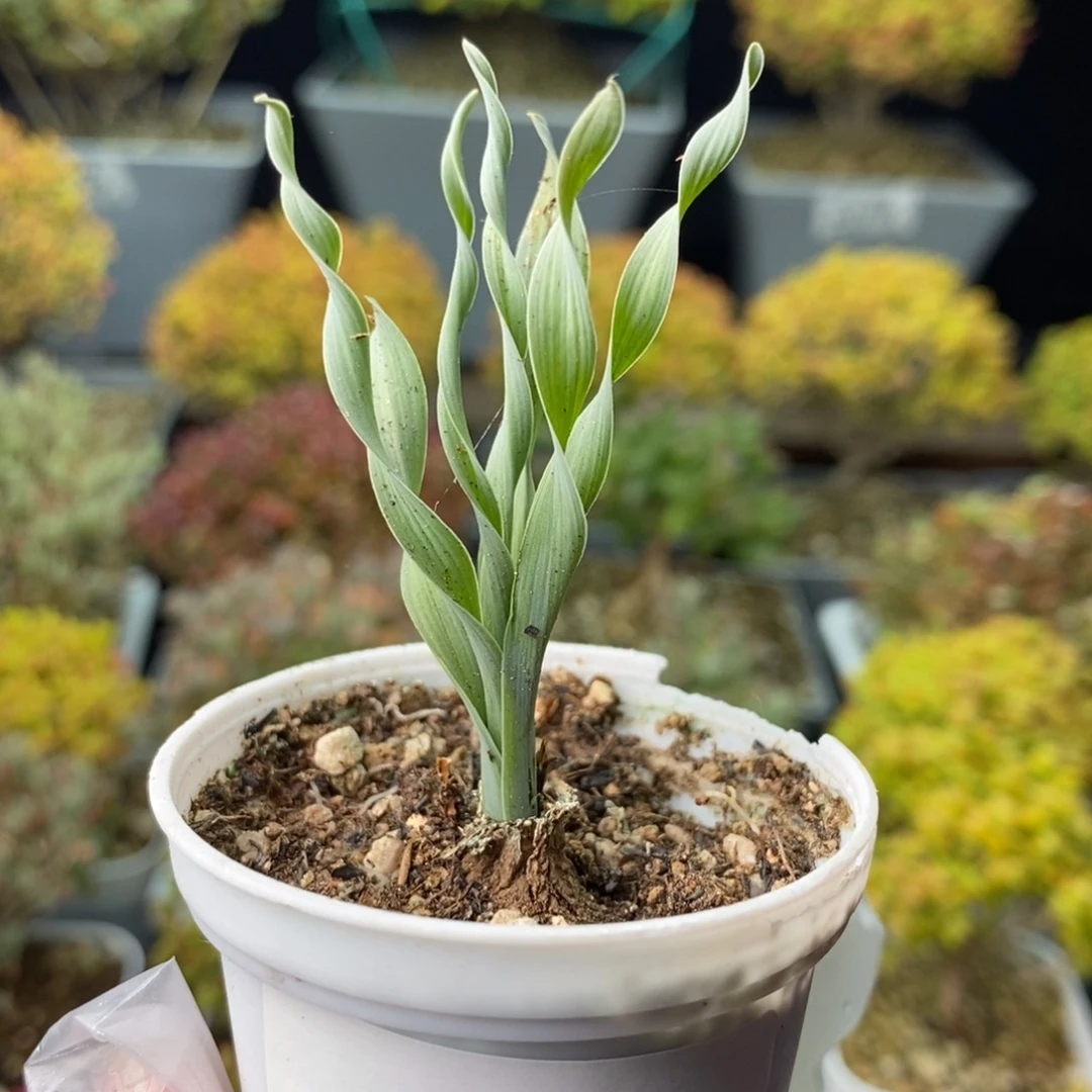 1187弹簧草 。