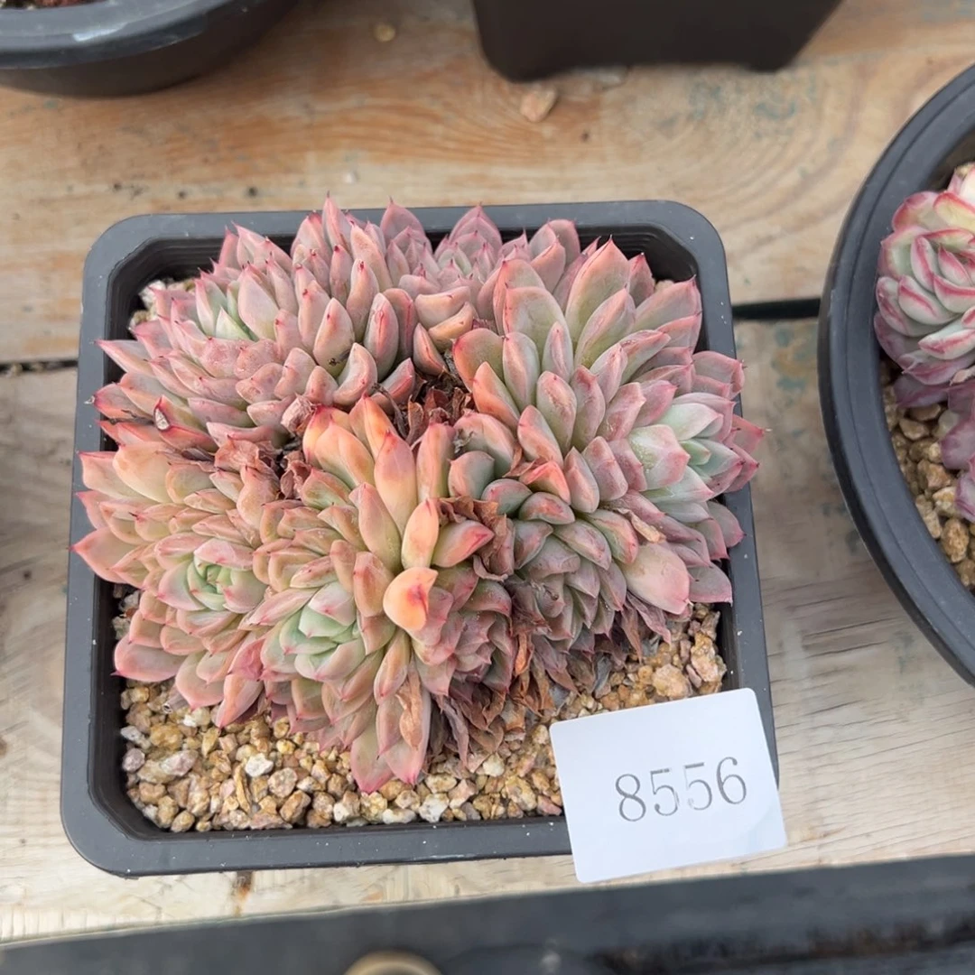 宏***哥8556多肉多多多多多多d