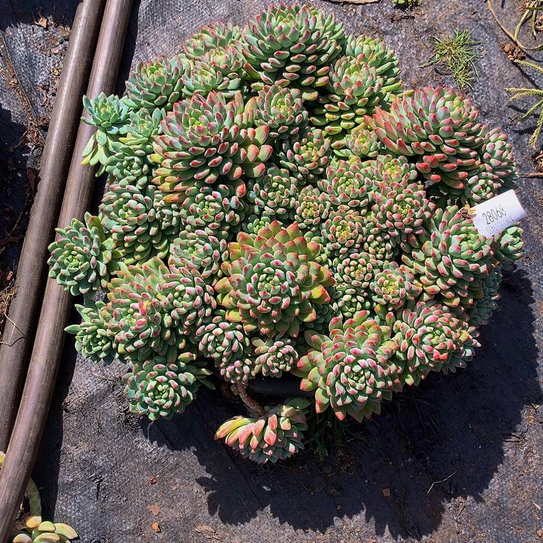 八***柜      蓝苹果多肉28068