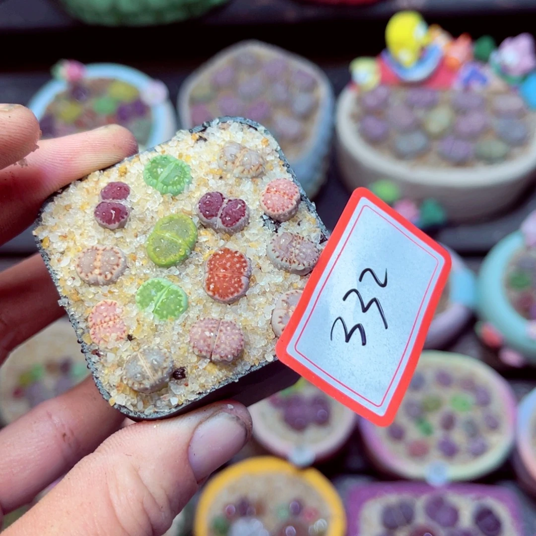 332生石花带盆发1