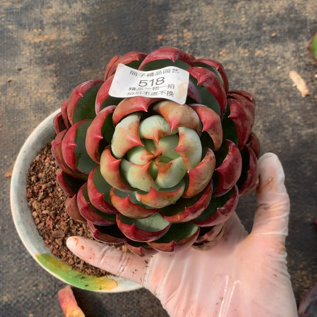 518号多肉植物13厘米