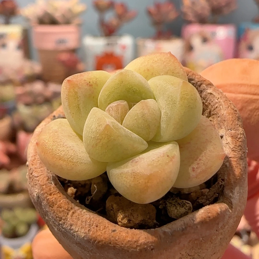 福利奶油冰玉 带盆土