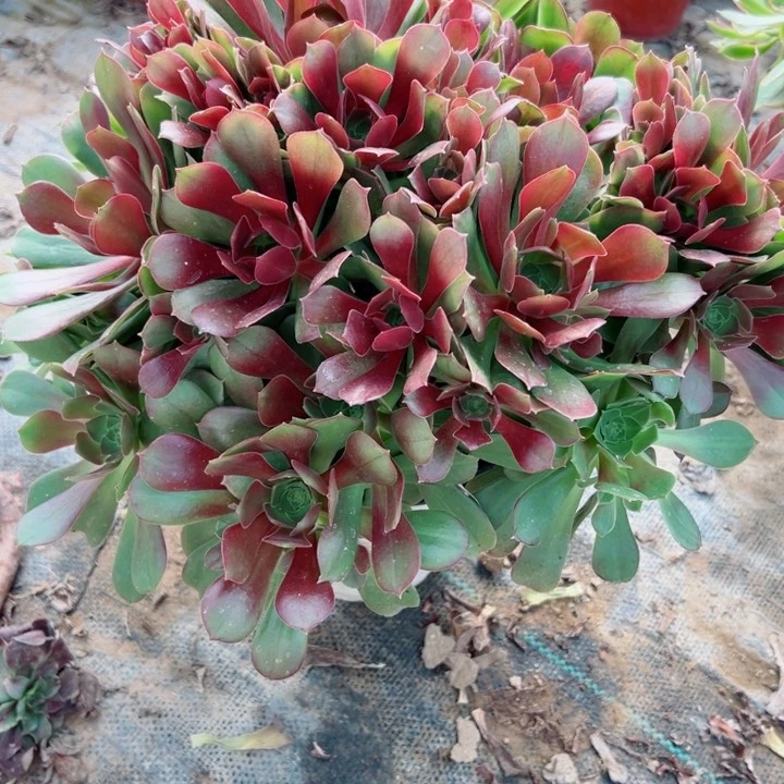 368玫瑰多肉植物