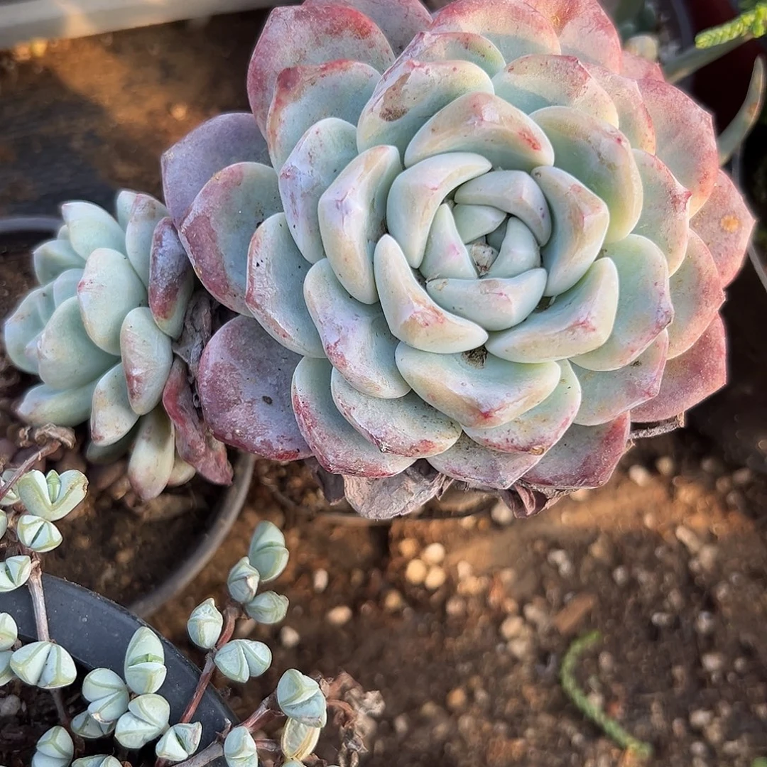 多肉植物冰玉双头