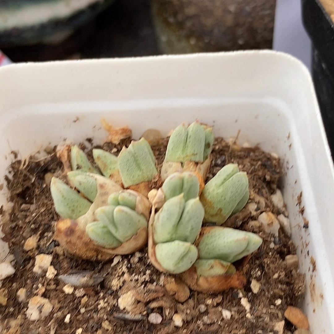 1855猪蹄一群985一群