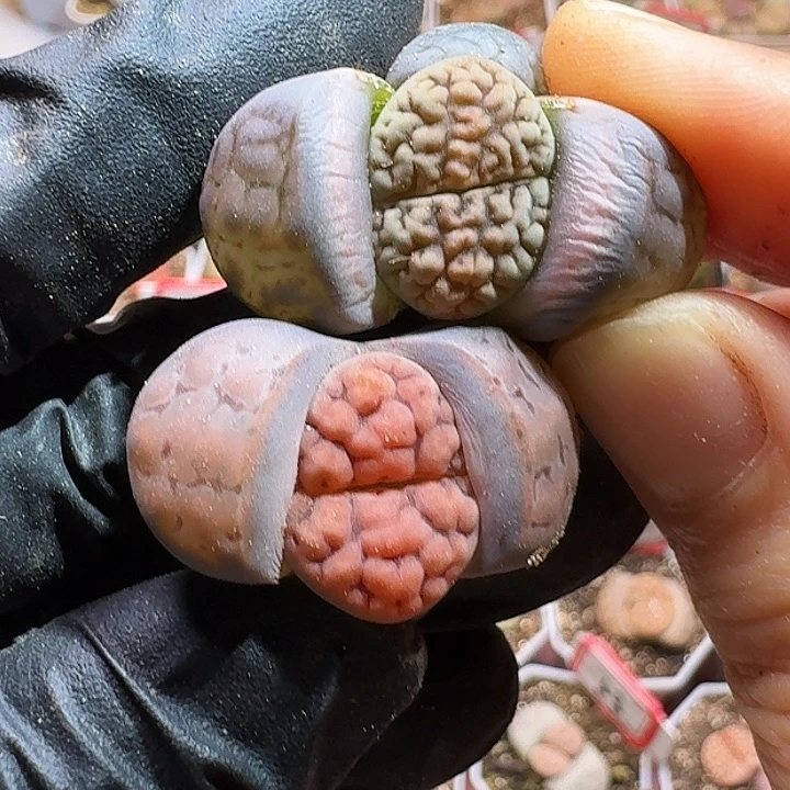 生石花233:：：。  36