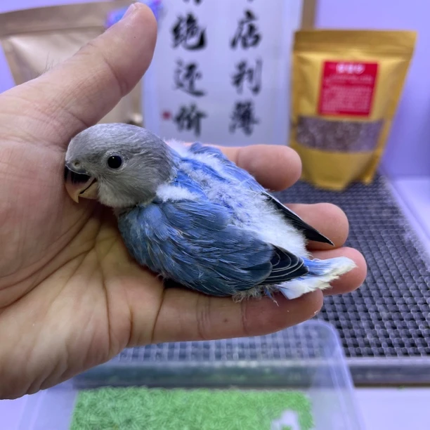 精品高纯蓝闪公K98850-桃面鹦鹉