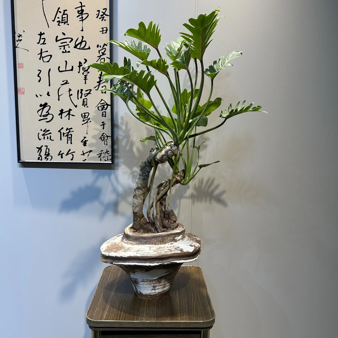 【绘境】一物一拍老桩龙鳞小天使好养易活阳台办公室客厅室内盆景