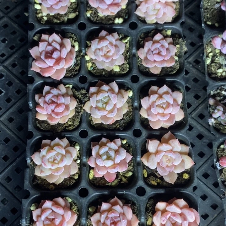 112 多肉植物盆栽花卉