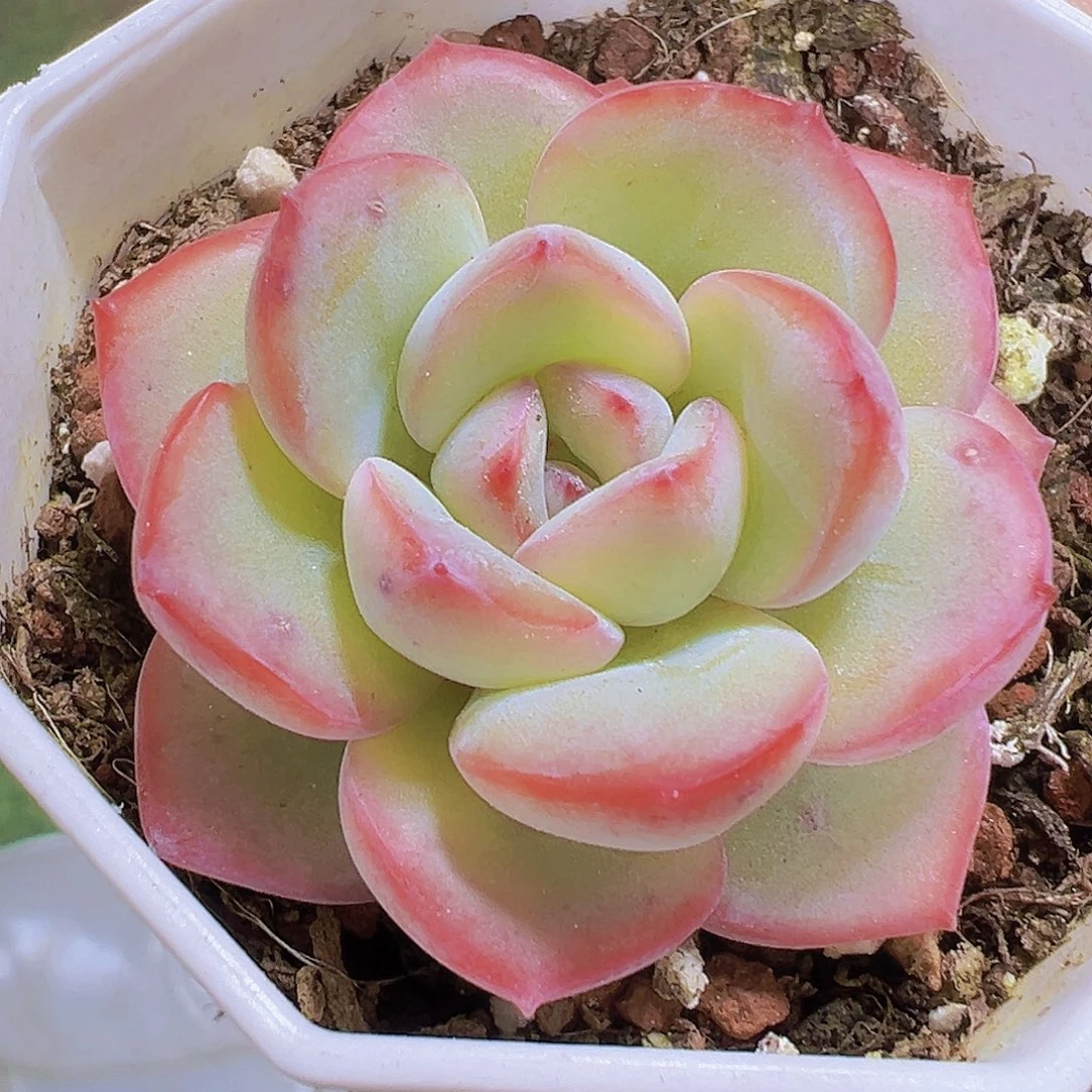 8角盆精品泡芙19包邮