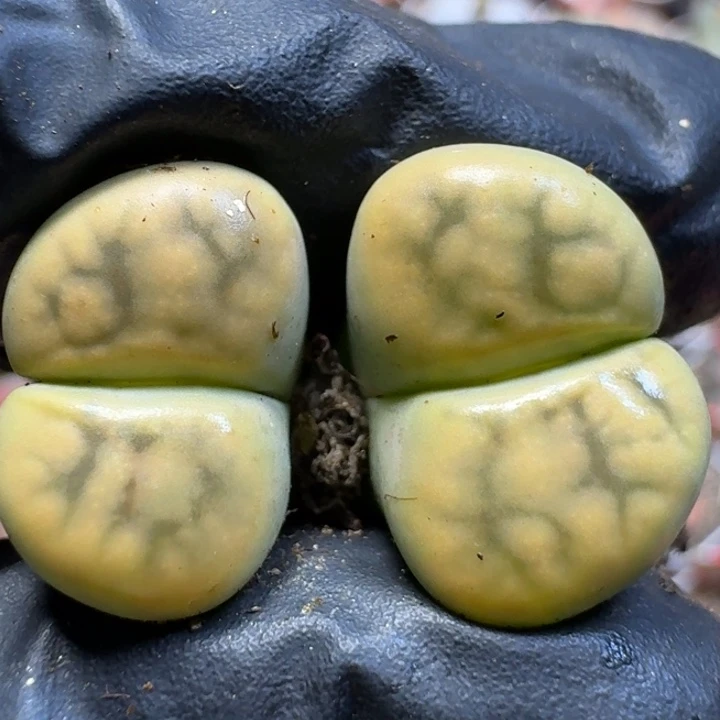 生石花111111。  252