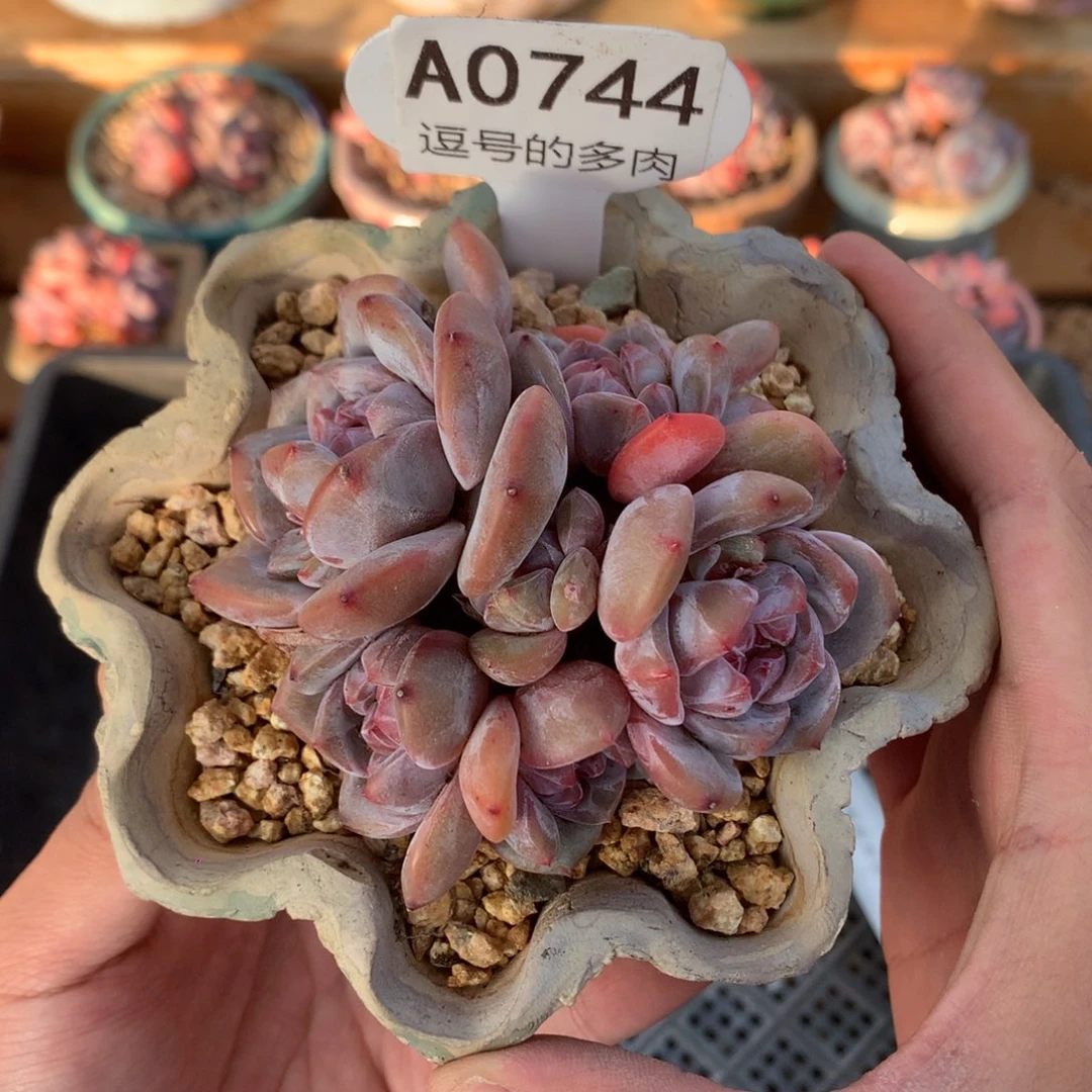 A0744 星影群 有砍 9cm