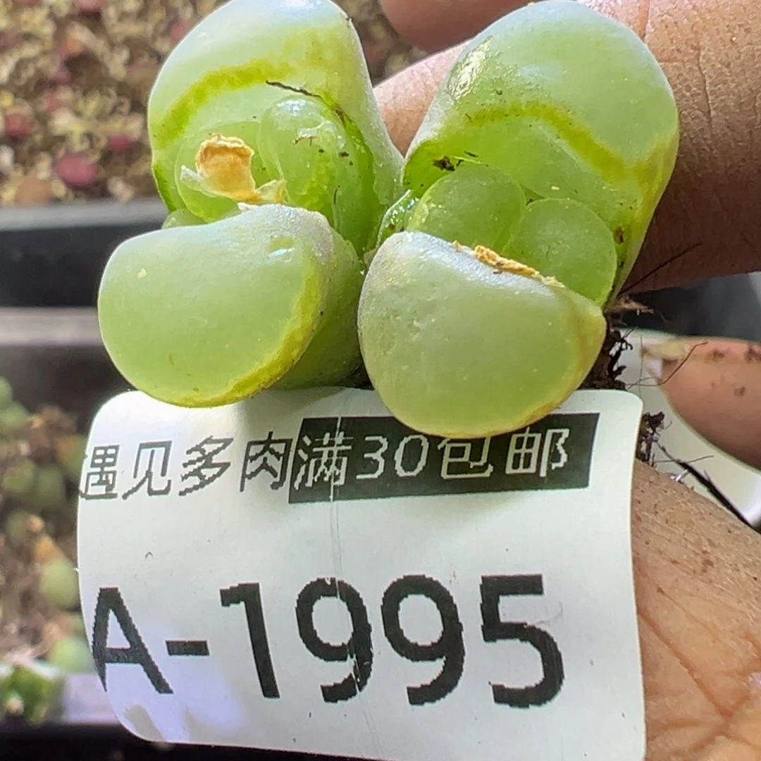 多肉植物111111111111111