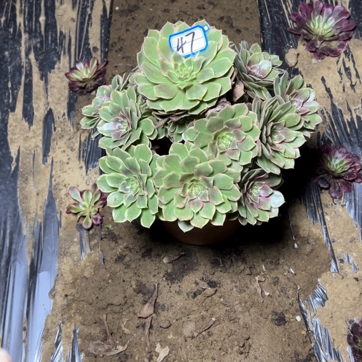 多肉植物粉花妖47