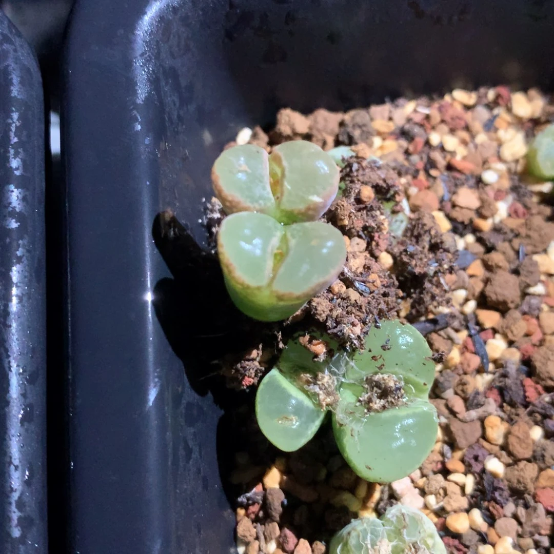 薄****薄荷糖 肉锥植物