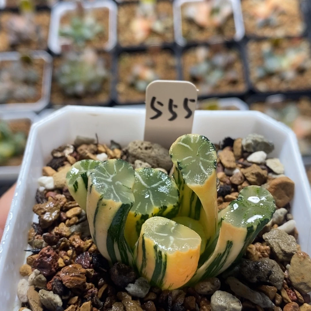 555白妙万象十二卷多肉