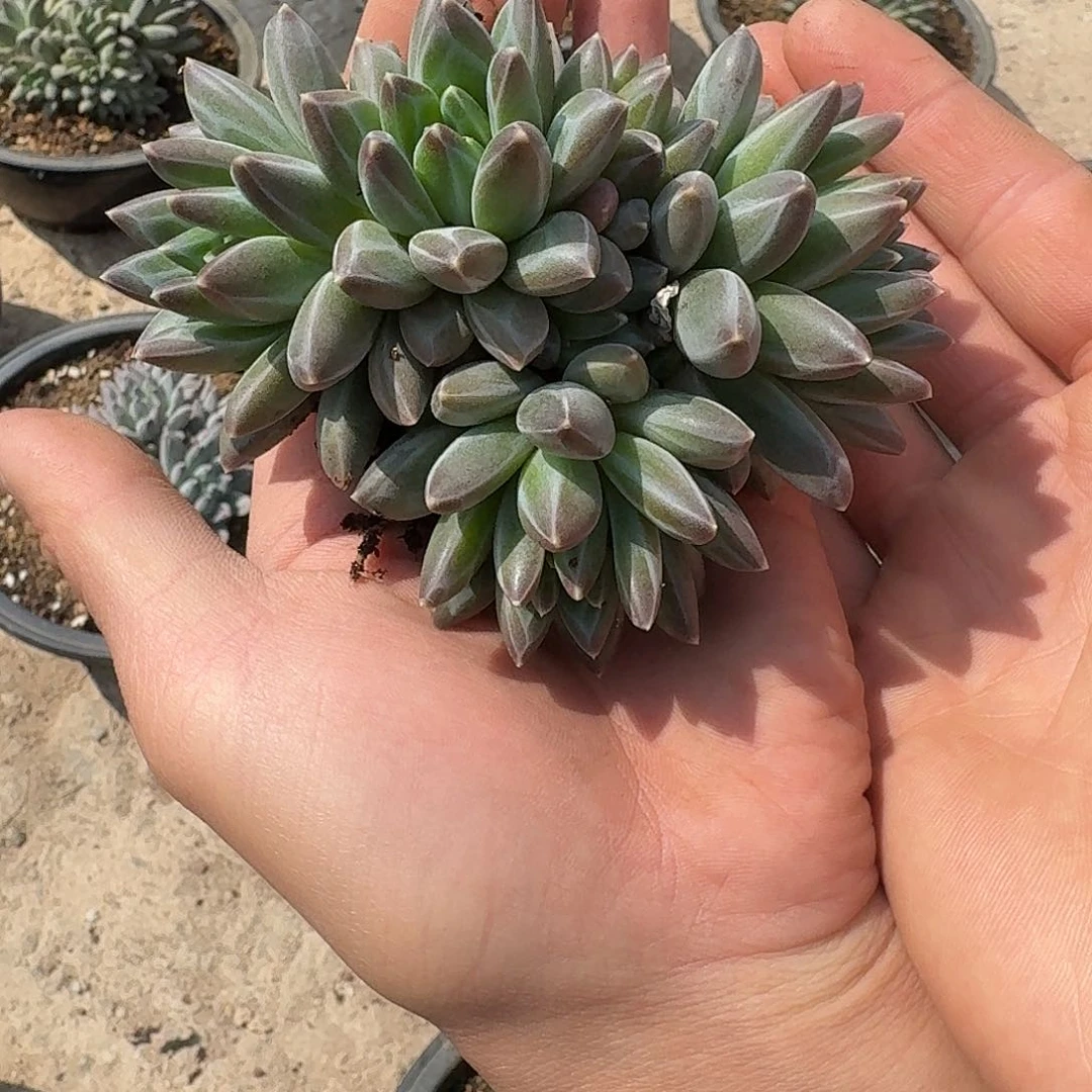 青花瓷多肉植物 000000000