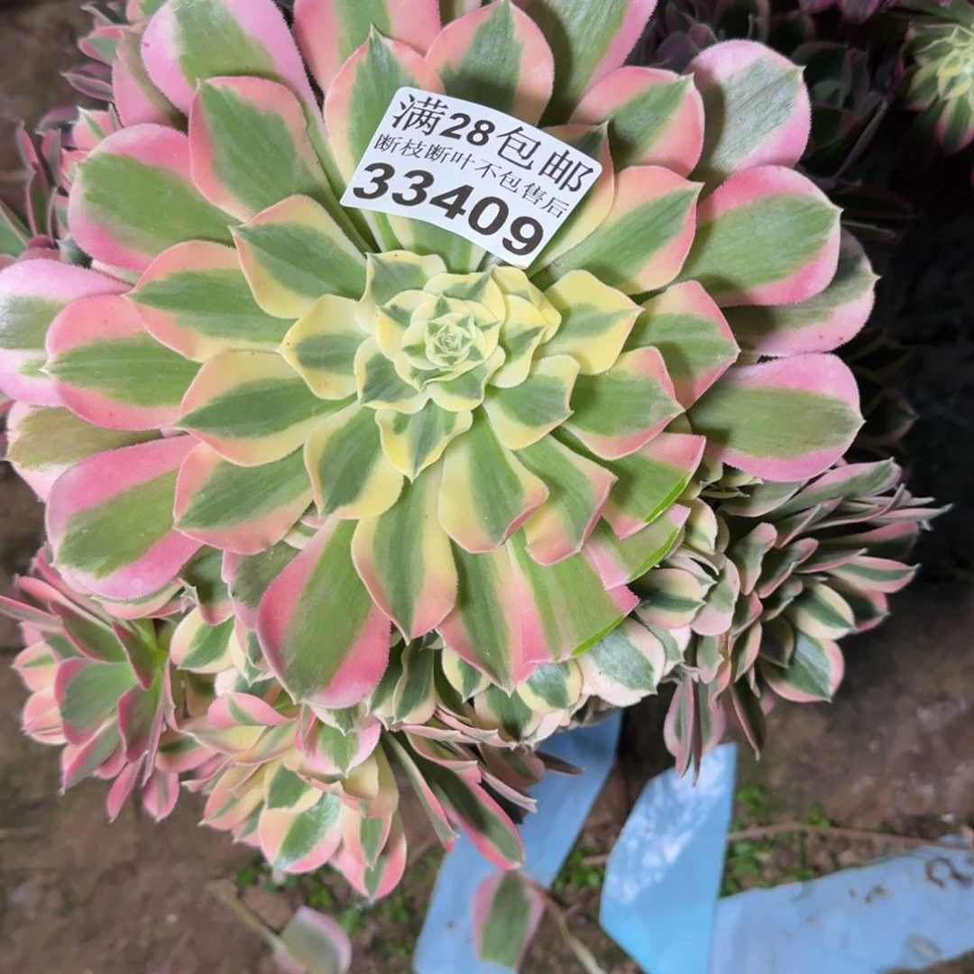 33409白凤多肉植物