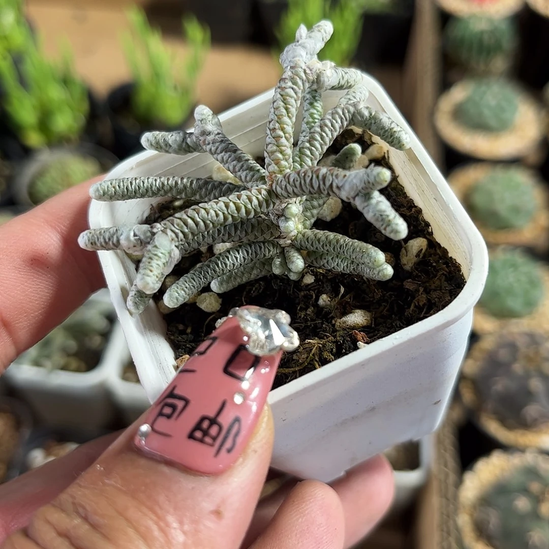 银蚕群生单头发货单头