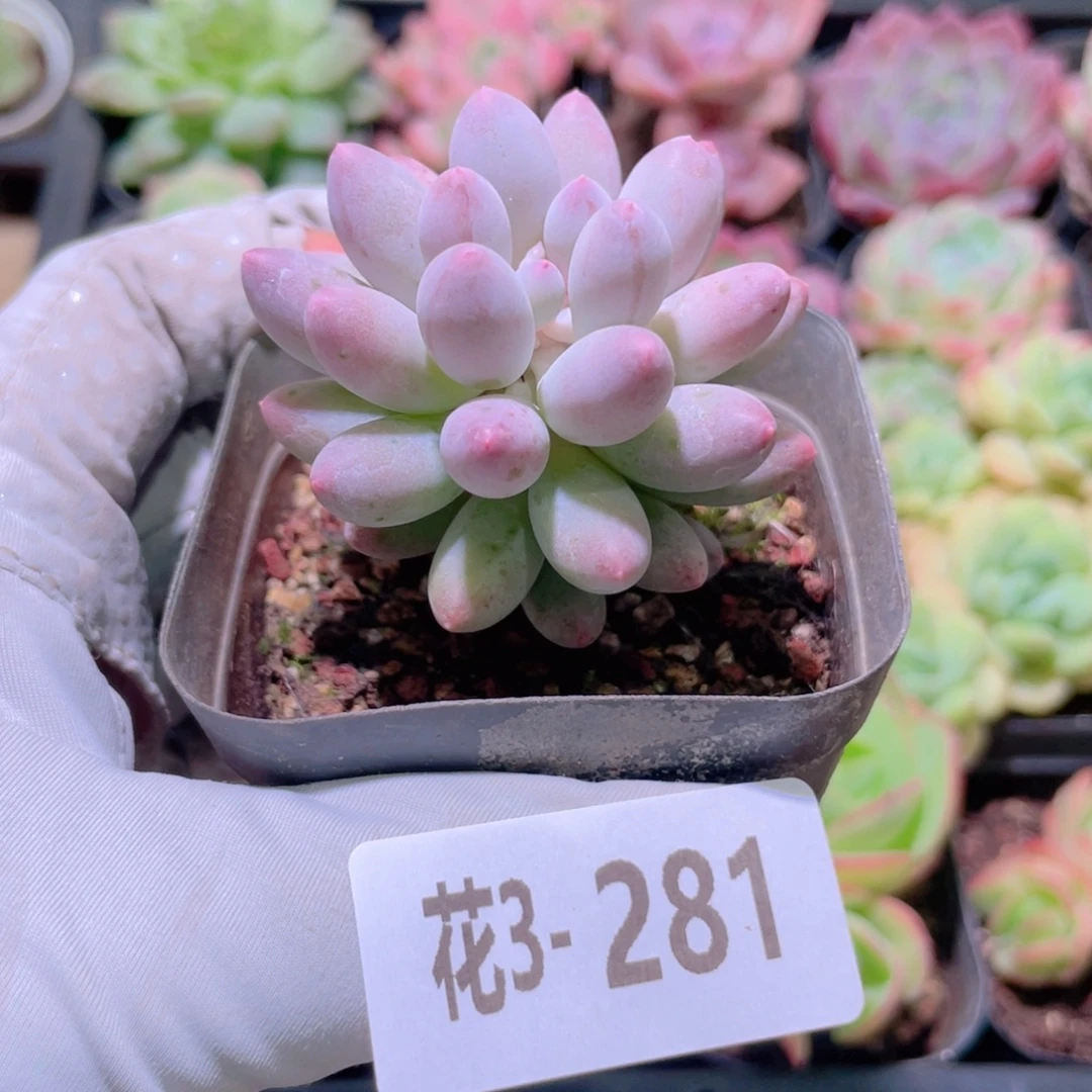 花利美 3-281婴儿手指
