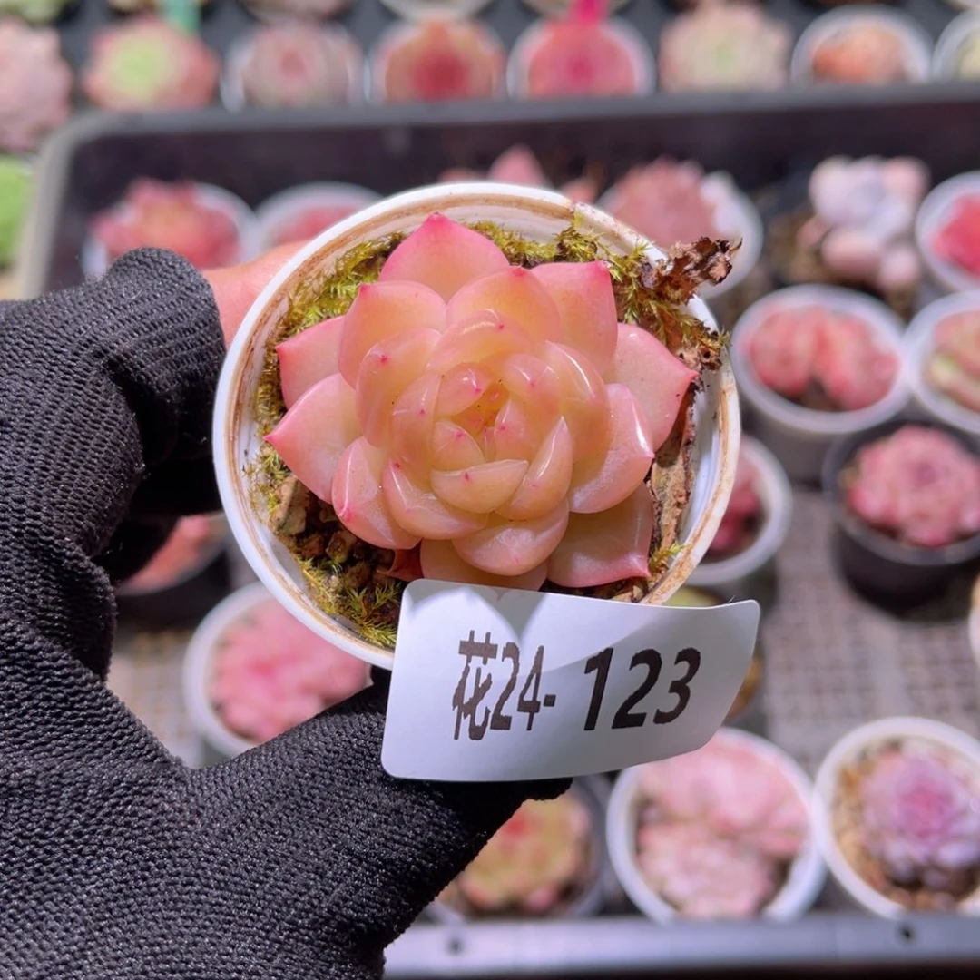 花24-123新品单头