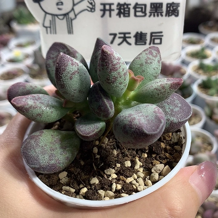 1AV—-专拍专拍专拍