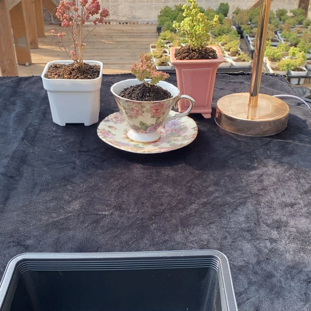 晓*?四号箱子塞满土