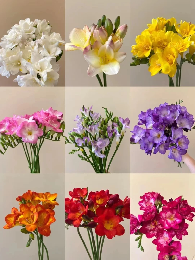 【即将下市】配色香雪兰批发花店摆地摊鲜花直发一手货源 家养水养